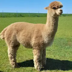 Aquaviva Claudius Sohn, vererbt tolle Dichte