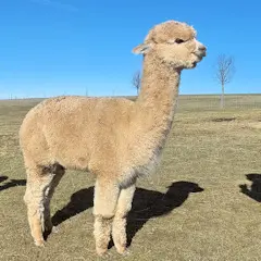 Softfoot Shah ET, Patagonia Celtic Rising Sun Blutlinien