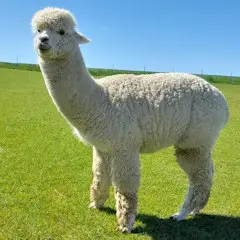 Alpakadeckhengst Cotton, hohe Dichte und gutes Handle