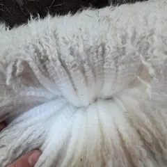 ASB Jonny Blue, feine ausgeglichene Faser