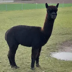 ASB Onyx tru black, erfolgreiche Humdinger- und Ambersun-Linien