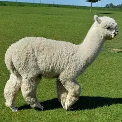 Forestglen Seth und Shanbroke Society Razor Sharp ET im Stammbaum