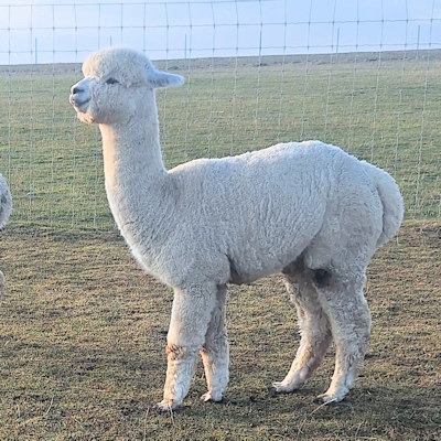 Alpakahengst Woolpower zu verkaufen