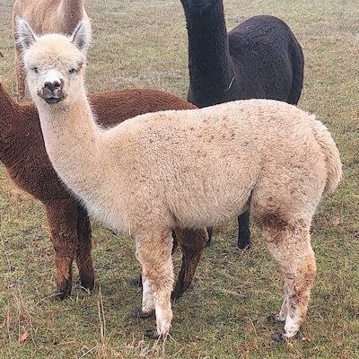 Alpakastute Verkauf