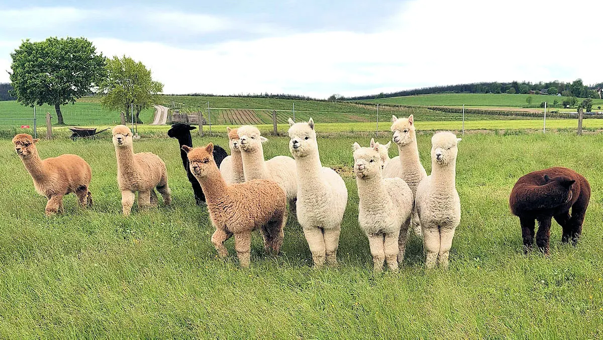 Alpakas vom Silberberg
