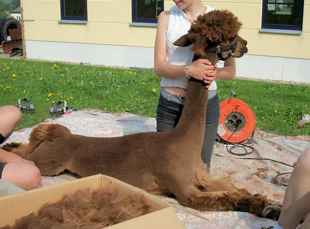 Alpaka-Schur mit einfachen Mitteln bei kleiner Herde zur schonenden Vliesgewinnung