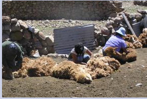 Alpaca - Schur in Südamerika