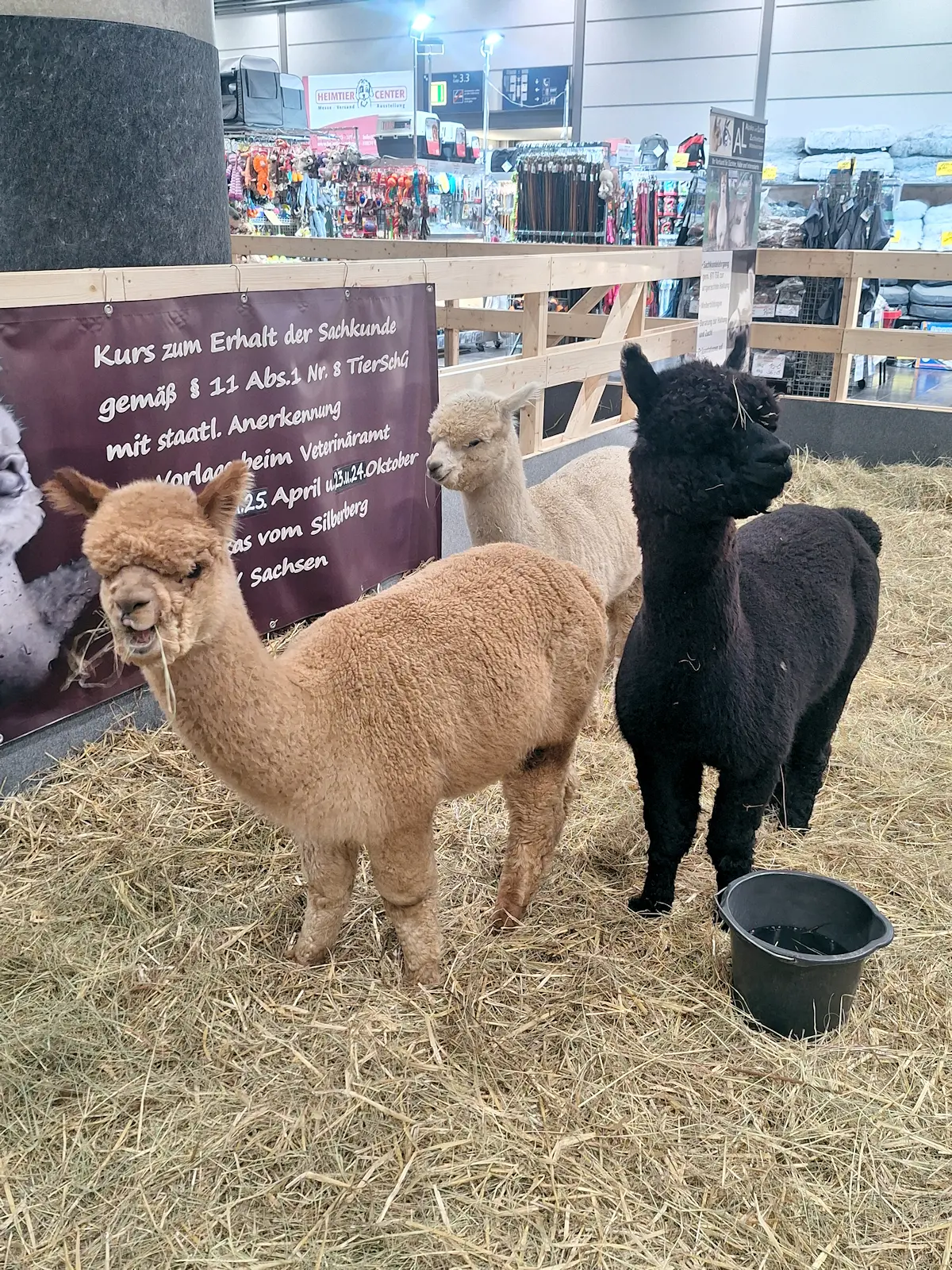 Unsere Alpakas auf der Messe